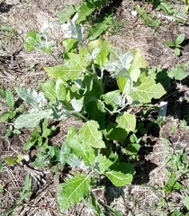 Populus alba