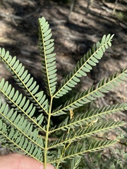 Acacia glaucocarpa