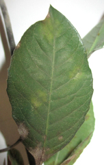 Euphorbia heterophylla