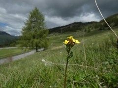 Erysimum virgatum