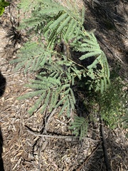 Acacia glaucocarpa