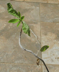 Euphorbia heterophylla