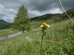 Erysimum virgatum