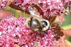 Bombus mixtus