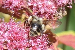 Bombus mixtus