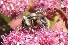 Bombus mixtus