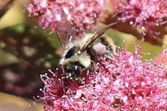 Bombus mixtus