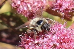 Bombus mixtus