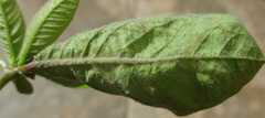 Euphorbia heterophylla