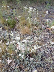 Antennaria dioica