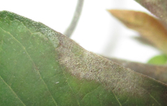 Euphorbia heterophylla