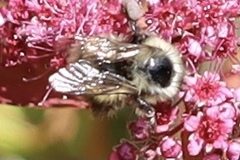 Bombus mixtus