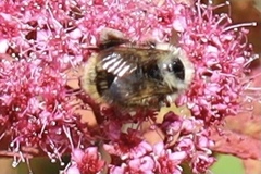 Bombus mixtus