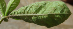 Euphorbia heterophylla