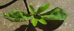 Euphorbia heterophylla