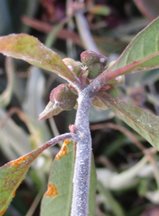 Euphorbia heterophylla