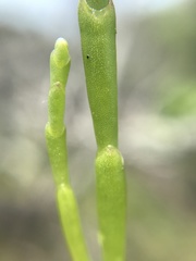 Chase Mathey, CC BY, iNaturalist via GBIF Salicornia virginica, photograph Chase Mathey, CC BY, iNaturalist via GBIF