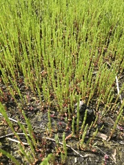 Chase Mathey, CC BY, iNaturalist via GBIF Salicornia virginica, photograph Chase Mathey, CC BY, iNaturalist via GBIF