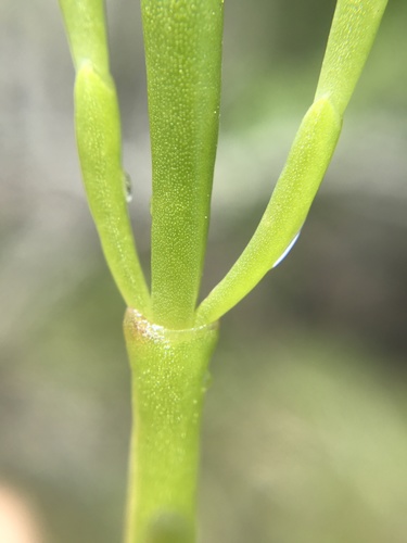 Salicornia virginica, photograph 3