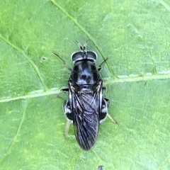 Adoxomyia subulata