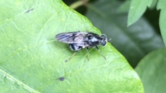 Adoxomyia subulata