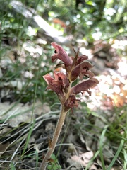 Orobanche teucrii