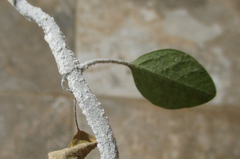 Euphorbia heterophylla