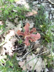 Orobanche teucrii