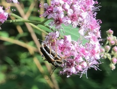 Analeptura