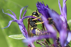 Ancistrocerus waldenii