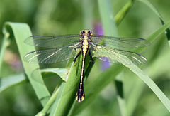 Gomphurus ventricosus