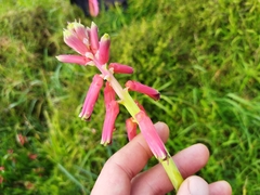 Lachenalia bulbifera