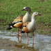 Orinoco Goose - Photo (c) barloventomagico, some rights reserved (CC BY-NC-ND)