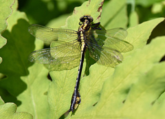 Gomphurus ventricosus