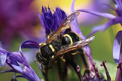 Ancistrocerus waldenii