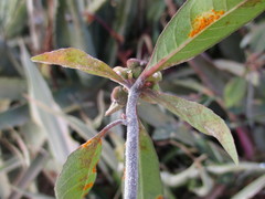 Euphorbia heterophylla