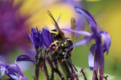 Ancistrocerus waldenii