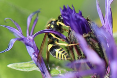 Ancistrocerus waldenii
