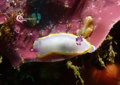 Felimida purpurea