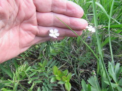 Silene linnaeana