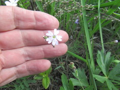 Silene linnaeana