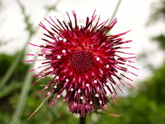 Cirsium suzukii
