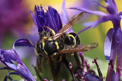 Ancistrocerus waldenii