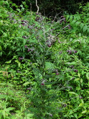 Cirsium suzukii