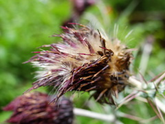 Cirsium suzukii