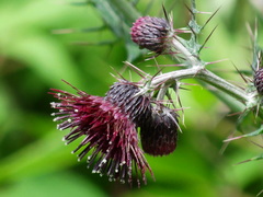 Cirsium suzukii