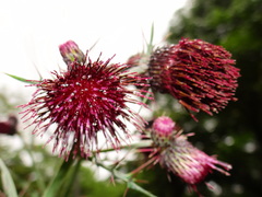 Cirsium suzukii