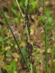 Uroleucon hypochoeridis