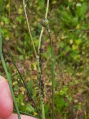 Uroleucon hypochoeridis