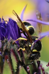 Ancistrocerus waldenii